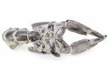 Fossil Mud Lobster (Thalassina) - Indonesia #241905-6